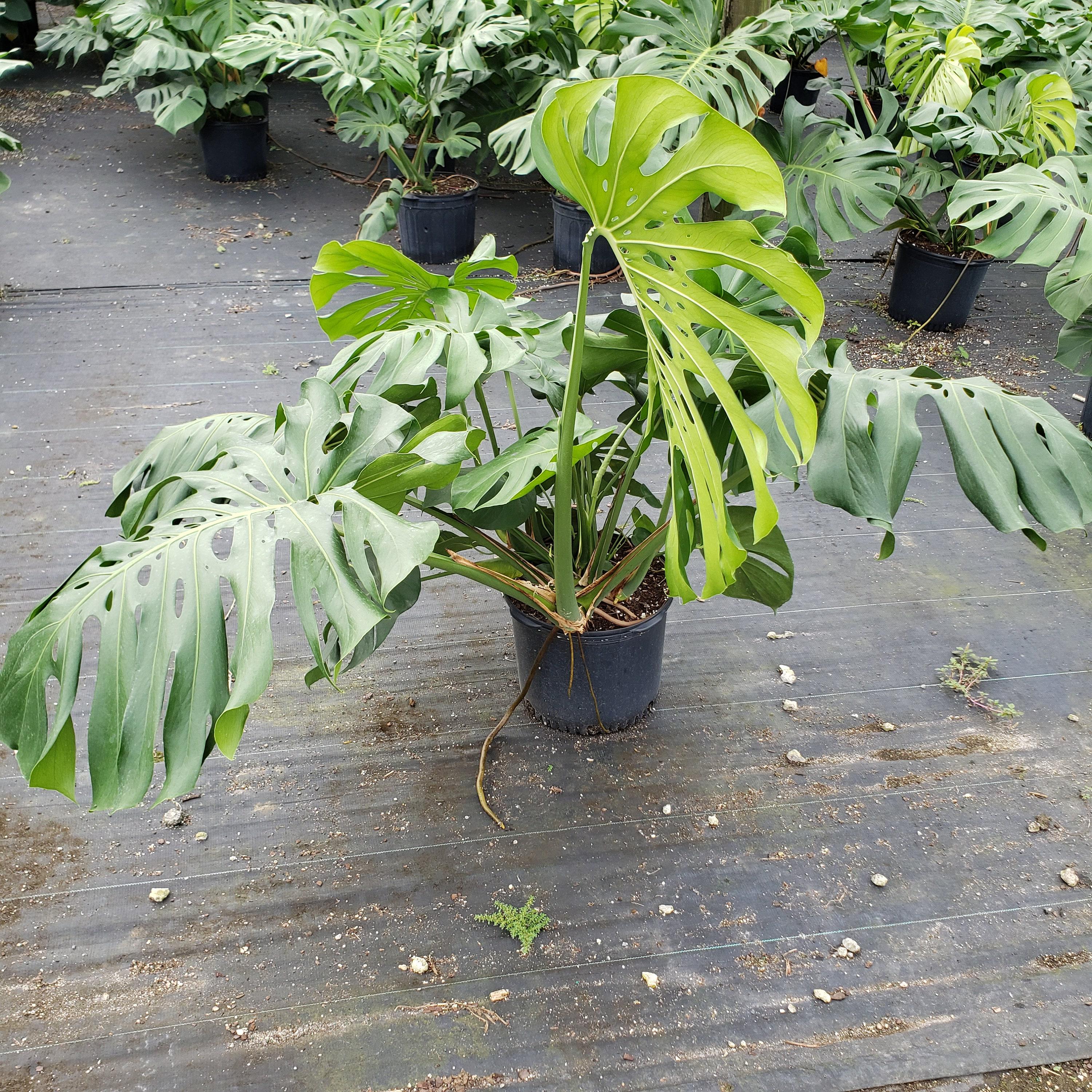 Large Monstera Deliciosa Plant in 7 Gallon Pot - Etsy