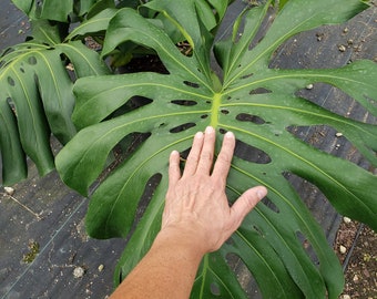 Monstera Deliciosa potted in a 7 Gallons pot (big and beautiful)