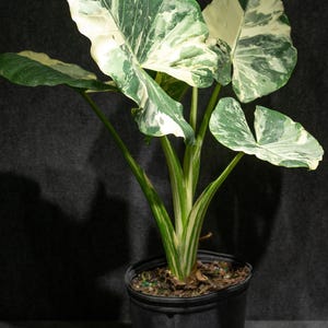 Alocasia Macrorrhiza Variegata - Etsy