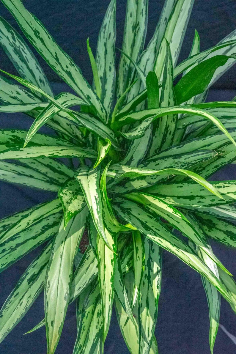 305 Greenery Aglaonema Cutlass