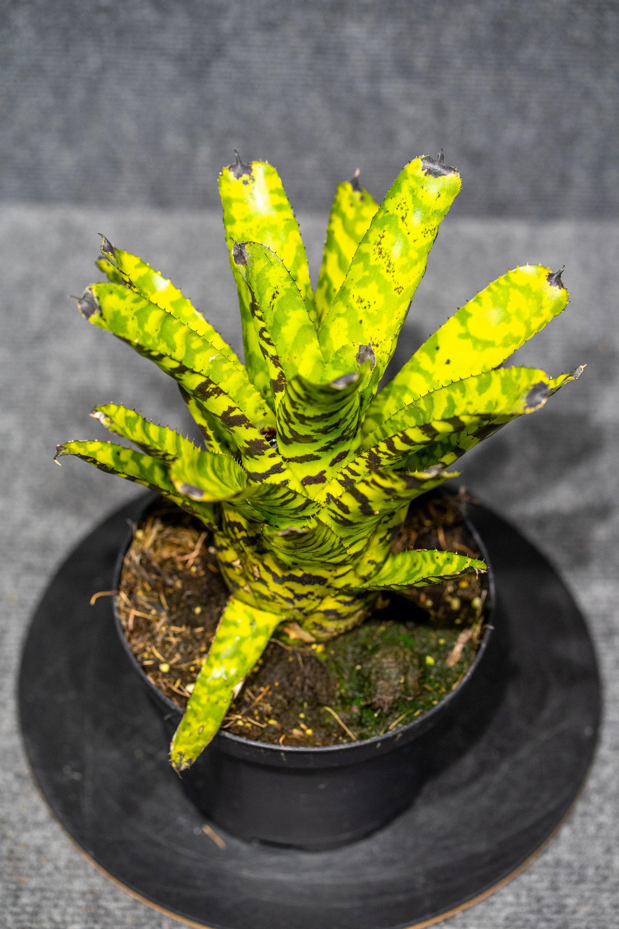 Aechmea Correia-Araujoi 6