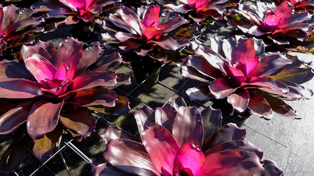 Bromeliad Neoregelia Purple Passion 6