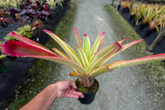 Neoregelia Cruenta 'albo' - Variegated Sun-loving Bromeliad 6