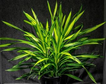 Dracaena 'Lemon Lime' in a 3 Gallon Pot