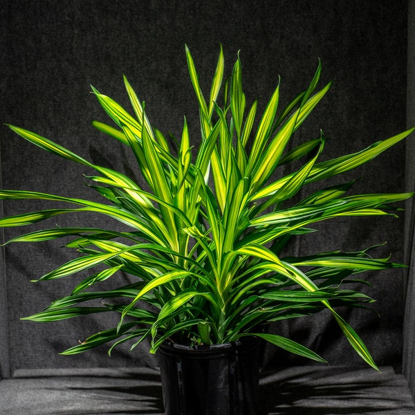 Dracaena 'Lemon Lime' in a 3 Gallon Pot