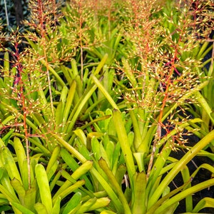 Aechmea Yellow Berries 9&quot; pot