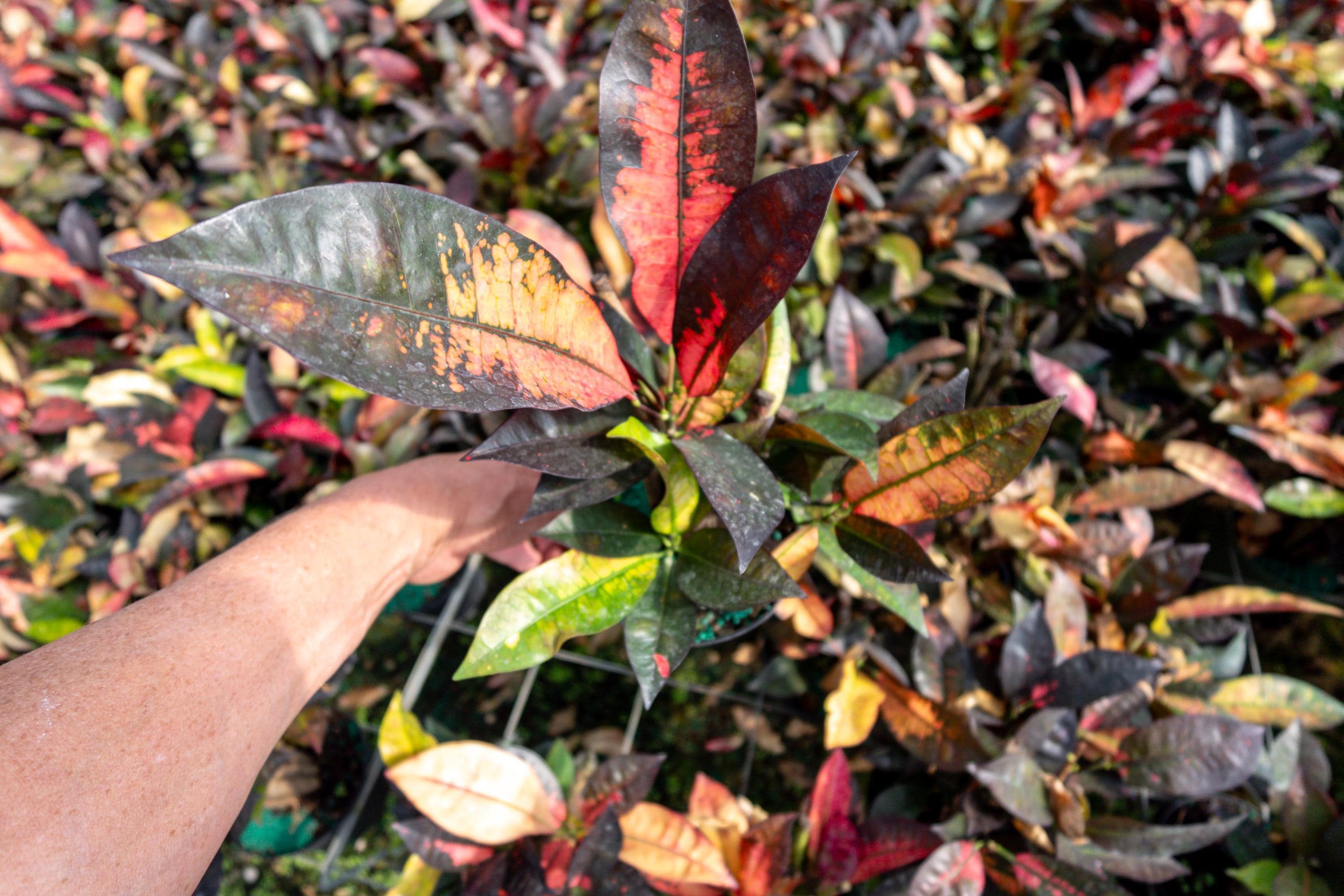 Croton Mrs Iceton - Etsy