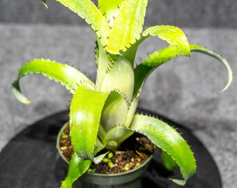 Bromeliad Aechmea Bromelifolic Green in a 4 inch pot