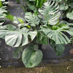 Monstera Deliciosa Plant: Large 3-Gallon Potted Swiss Cheese Vine