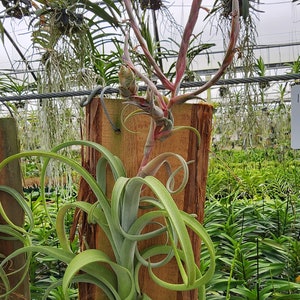 Tillandsia Curly Slim (Plaque)