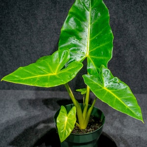 Alocasia sp. macrorrhiza &#39;Lutea&#39; potted in a 6&quot; pot