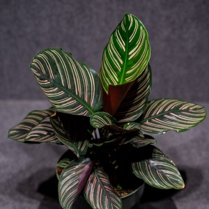 Calathea Ornata  (potted in a 6&quot; pot)