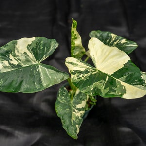 Alocasia Macrorrhiza Variegata 6&quot; pot