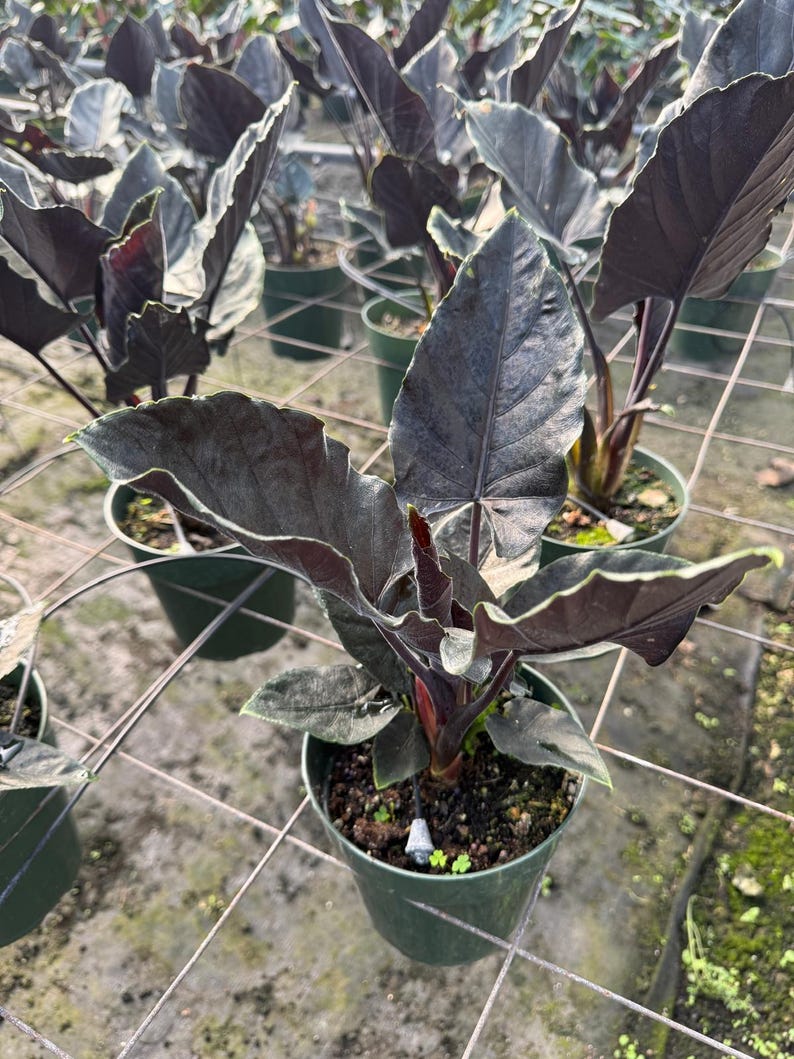 305 Greenery Alocasia Antoro Velvet