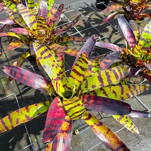 May include: Close-up of several bromeliad plants with vibrant, patterned leaves. The leaves display a striking mix of colors, including yellow, green, red, and purple, creating a visually appealing display. The plants are in pots, suggesting they are for sale.