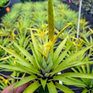Bromeliad Tillandsia Oerstediana  6&quot; pot