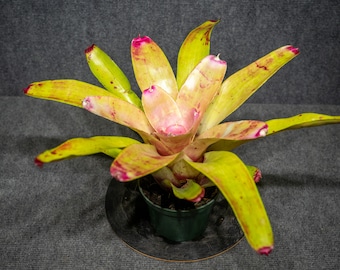 Bromeliad  Neoregelia Allure 6" pot