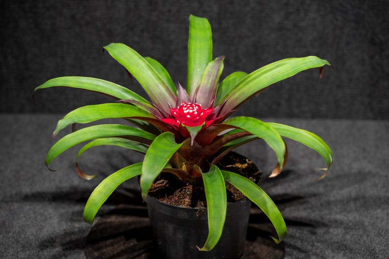 305 Greenery Bromeliad Guzmania
