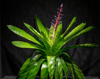 Bromeliad Aechmea Del Mar