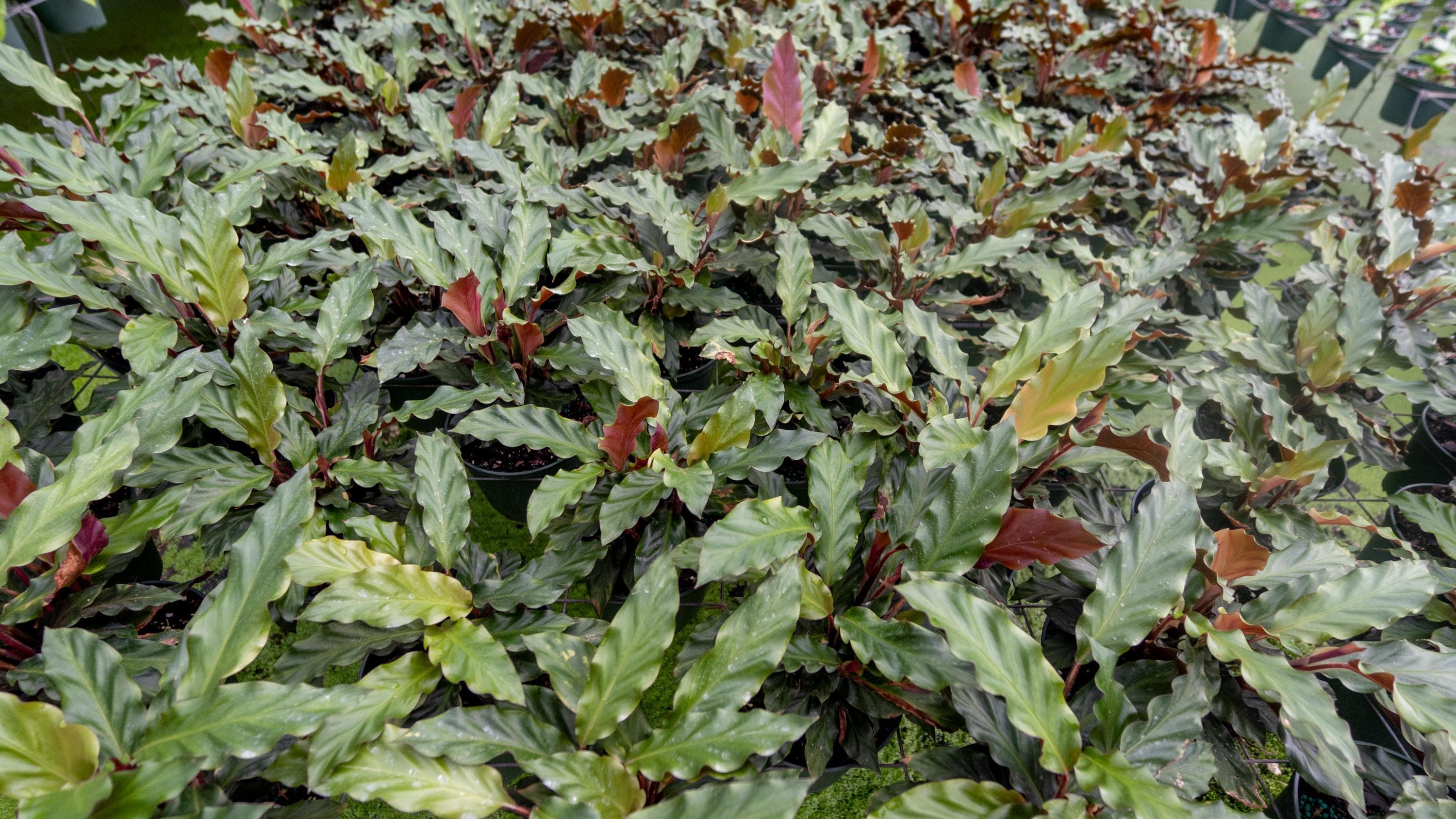 dracena margenata Kiwi Dragon Tree – Dracaena ‘kiwi Cane’ 10