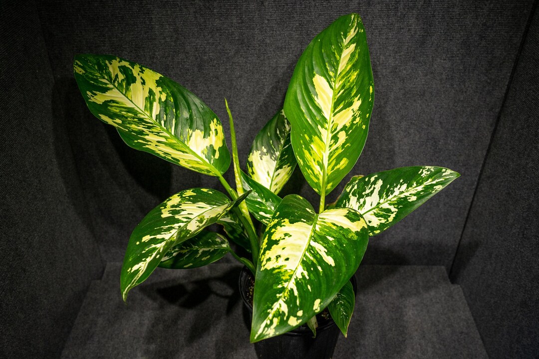 dieffenbachia plant for sale Dumb Cane Dieffenbachia main image 0