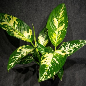 Dieffenbachia 'Puerto Rico' Variegated Leaf Tropical Houseplant (3 Gallon Pot)