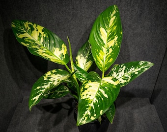 large indoor plants for sale Monstera deliciosa (6in+) 6in