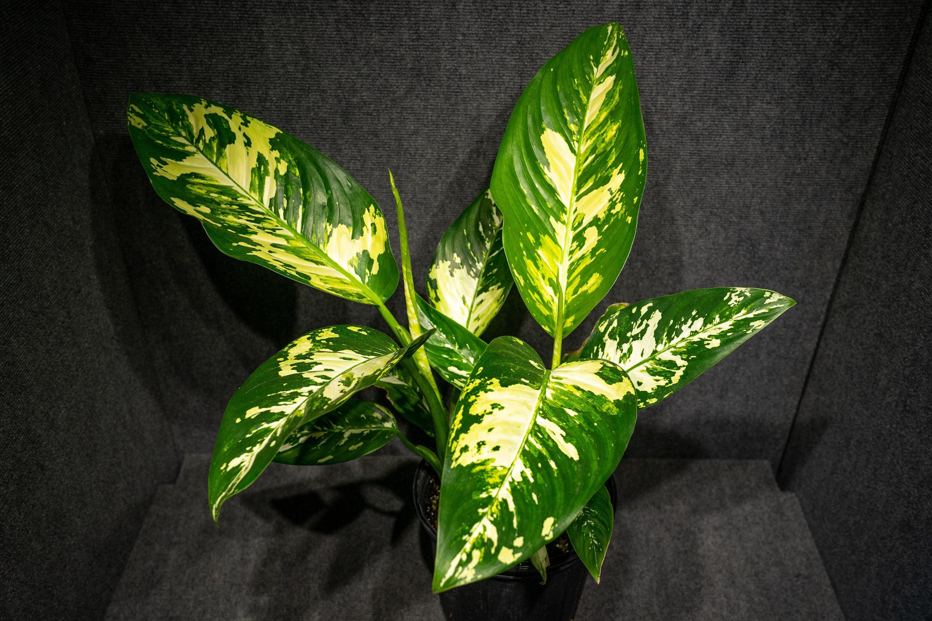 Dieffenbachia 'puerto Rico' Variegated Leaf Tropical Houseplant (3 Gallon  Pot) - Etsy