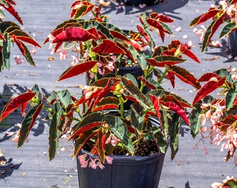 Begonia ‘Angel Wing Pink’  10″ Pot