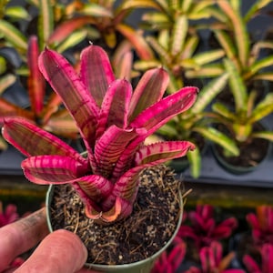 Bromelia Neoregelia Hot Embers, maceta de 4 pulgadas, colorida planta tropical de interior