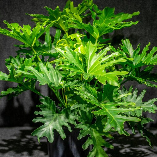 mister plant Glass Plant Mister | Modern Plant Spray Bottle