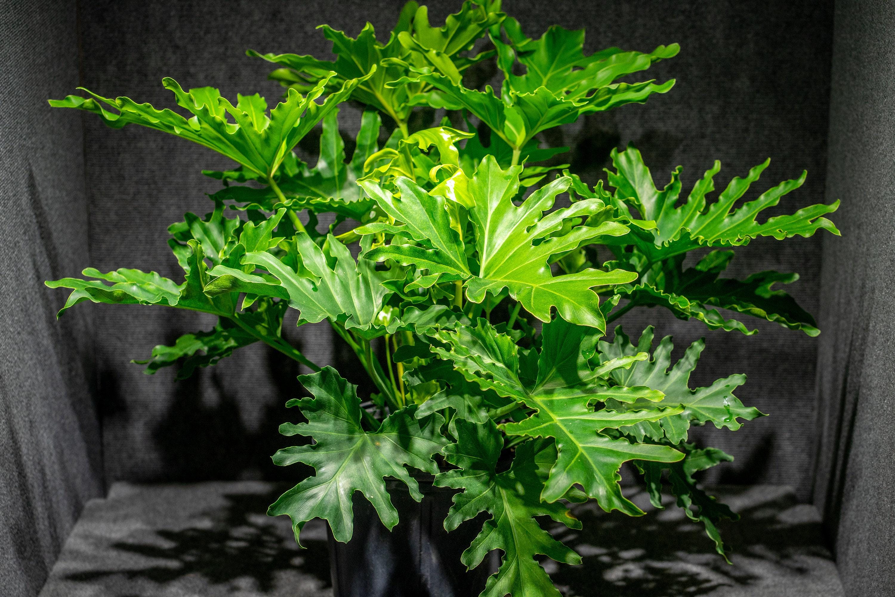 Variegated Philodendron Selloum - Etsy