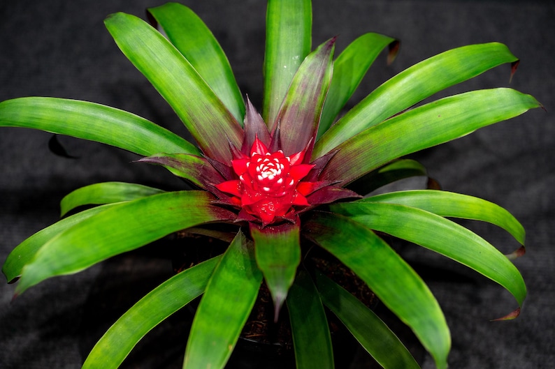 305 Greenery Bromeliad Guzmania - Thumbnail 2