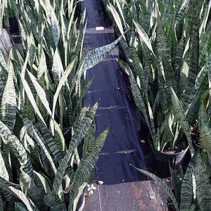 Sansevieria Zeylanica Plant: Ceylon Bowstring Hemp, Air Purifying