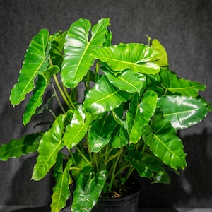 Philodendron Burle Marx Plant in 3 Gallon Pot