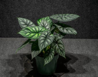 Alocasia Dragon Scale (6" Pot)