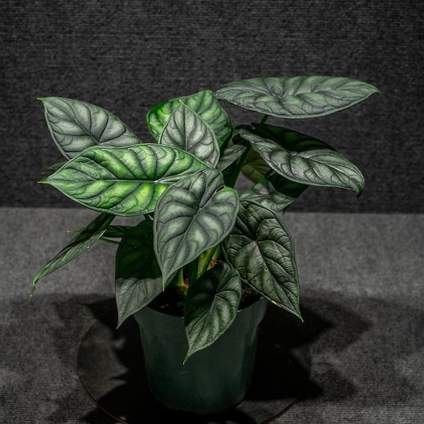 Alocasia Dragon Scale (6" Pot)