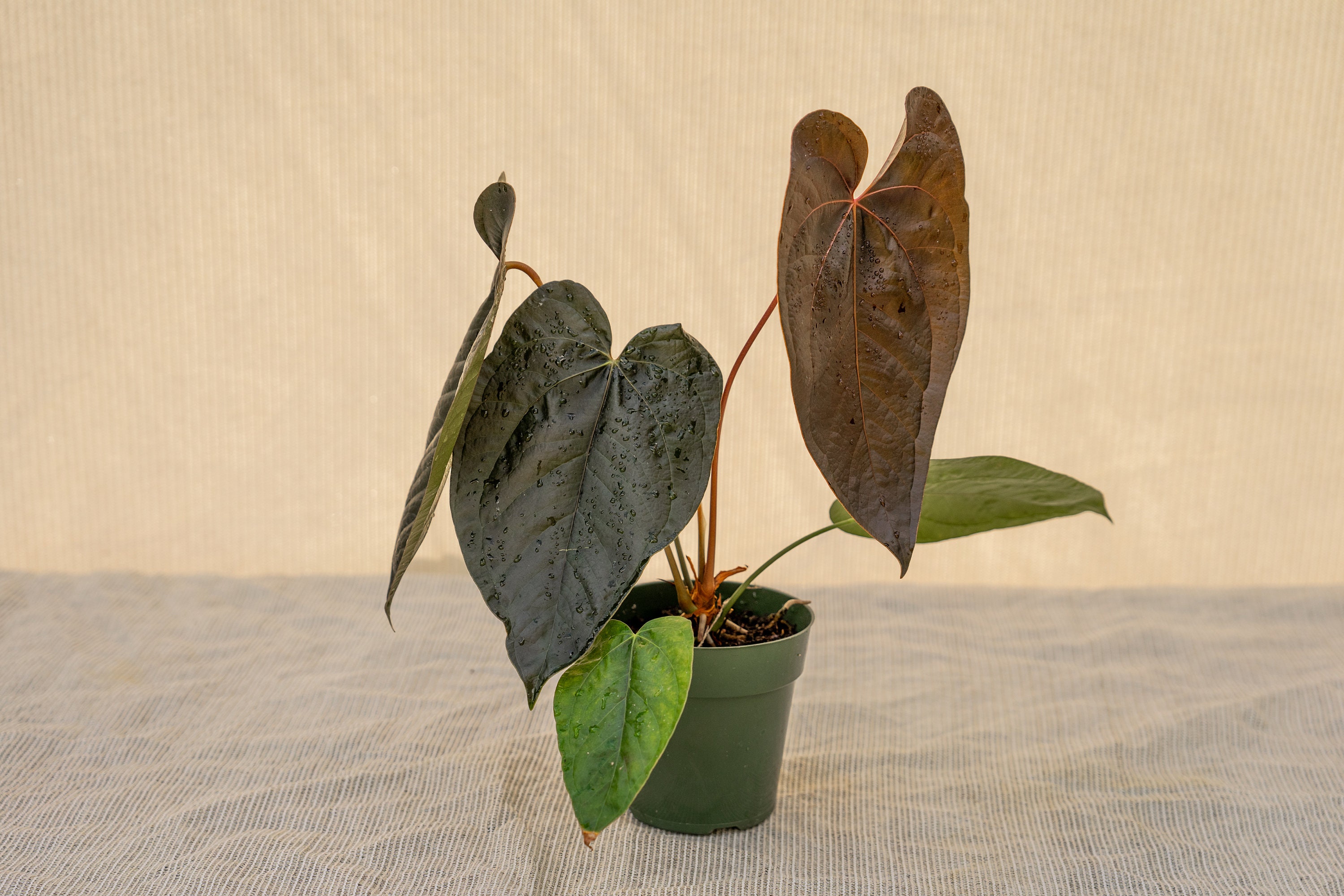 Anthurium Queen of Hearts 6