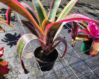 Aechmea Miami Fire (New,Rare,collectors items)