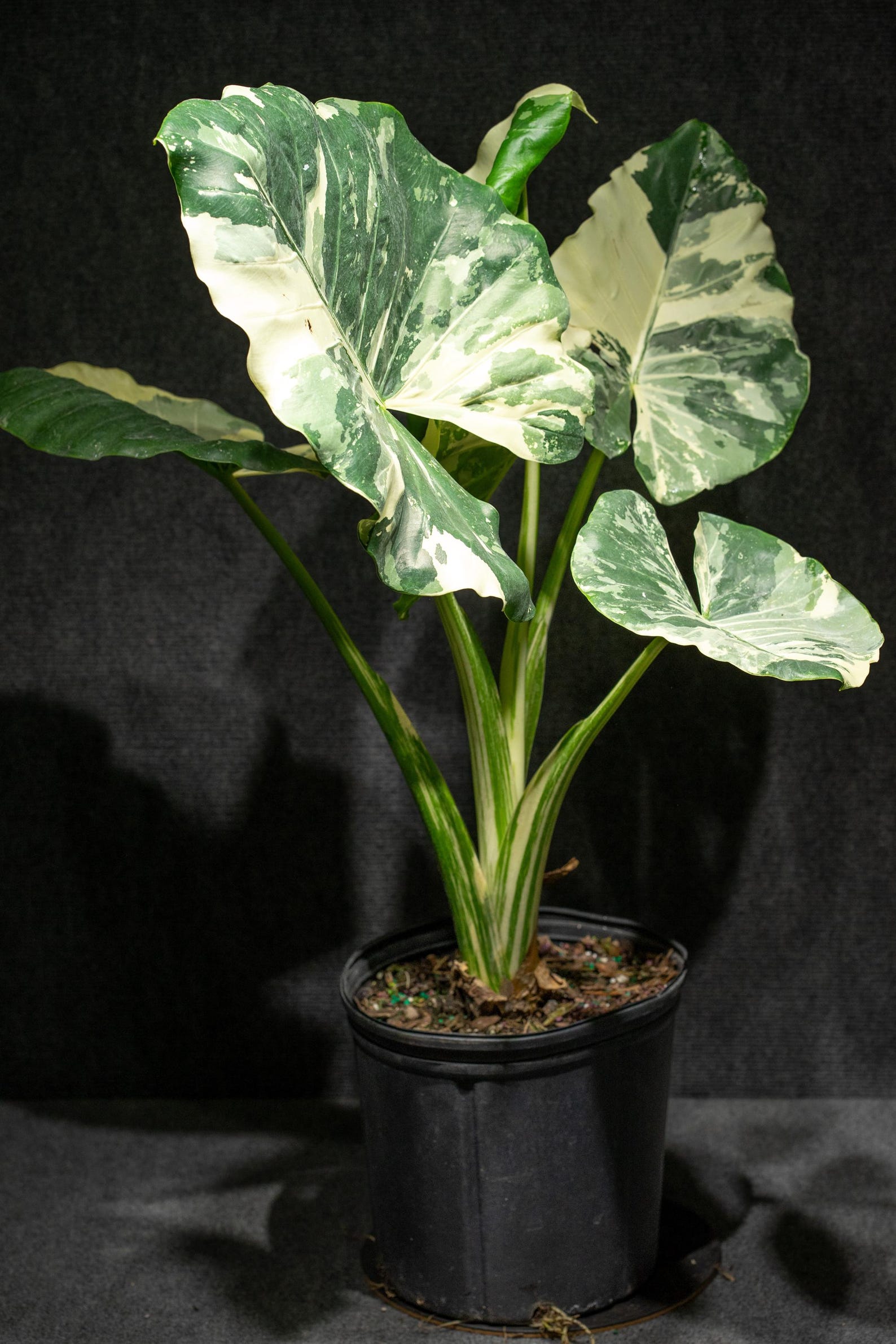 白斑姑婆芋 (Alocasia macrorrhizos 'Variegata') 植物
