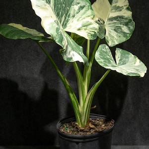 Alocasia Macrorrhiza Variegata 3 gallon