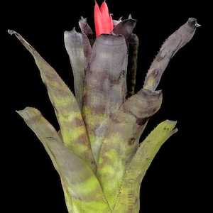 Bromeliad Aechmea Galaxy (Rare, Collectors)