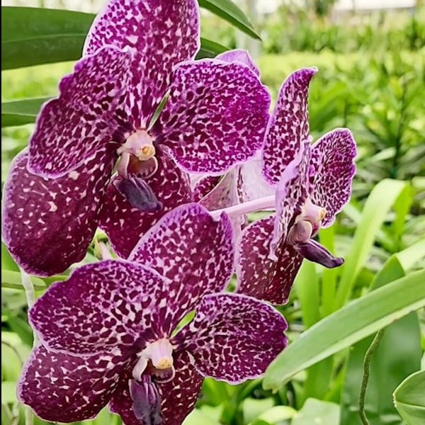 Vanda Gordon Dillon x Fuchs Delight