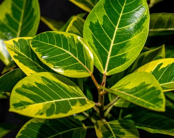 Altissima Ficus 'Asian Council Tree' potted in a 3 gallon pot