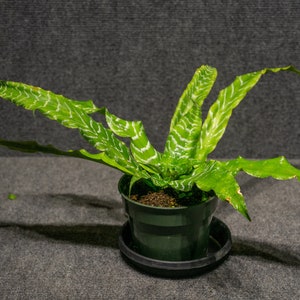May include: A green and white striped houseplant in a black plastic pot with a black saucer. The plant has long, thin leaves with a striped pattern.