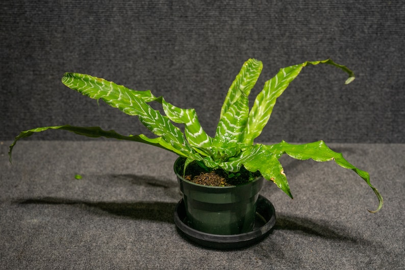 305 Greenery Cryptanthus Betty Ann Prevatt Earth Star Plant - Thumbnail 2
