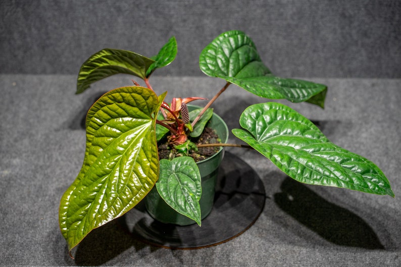 Anthurium Radicans x Luxurians 6 pot image 2