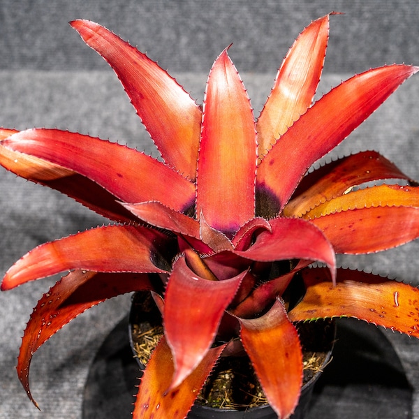 Bromeliad Neoregelia Eleutheropetala Red  (6 inch pot)