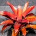 see more listings in the Bromeliad section