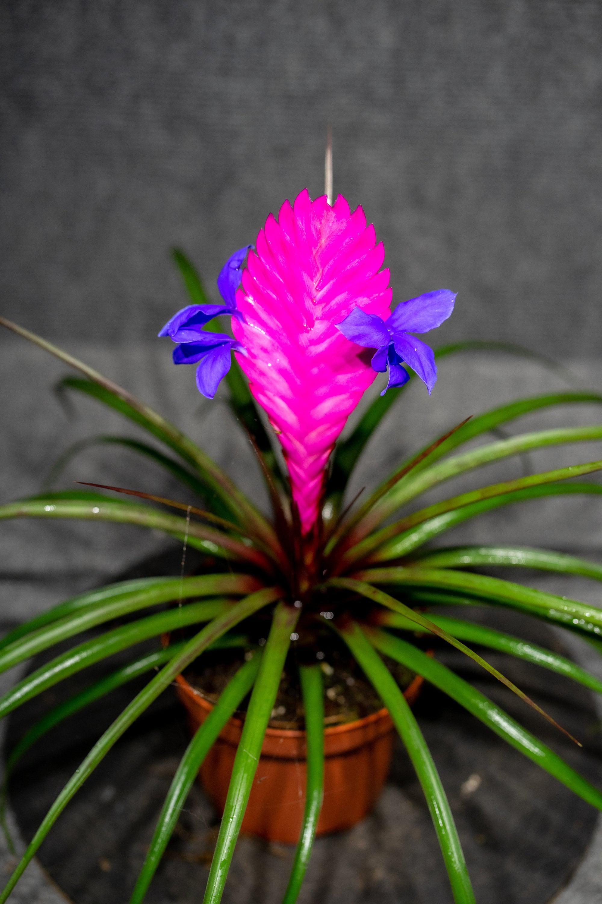 フラワー・ガーデニング Tillandsia cotagaitensis **50** il_fullxfull.7427307242_758w.jpg